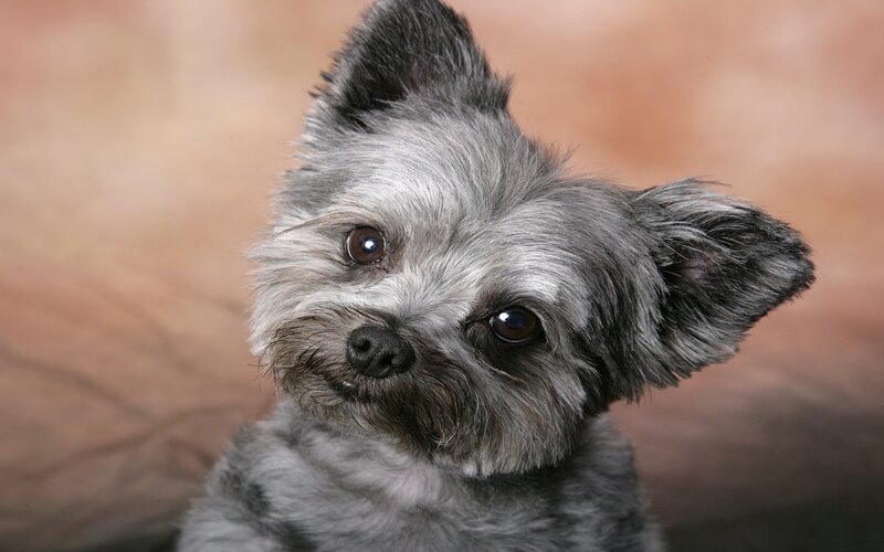 Gray Dog with Perked Ears — Calm