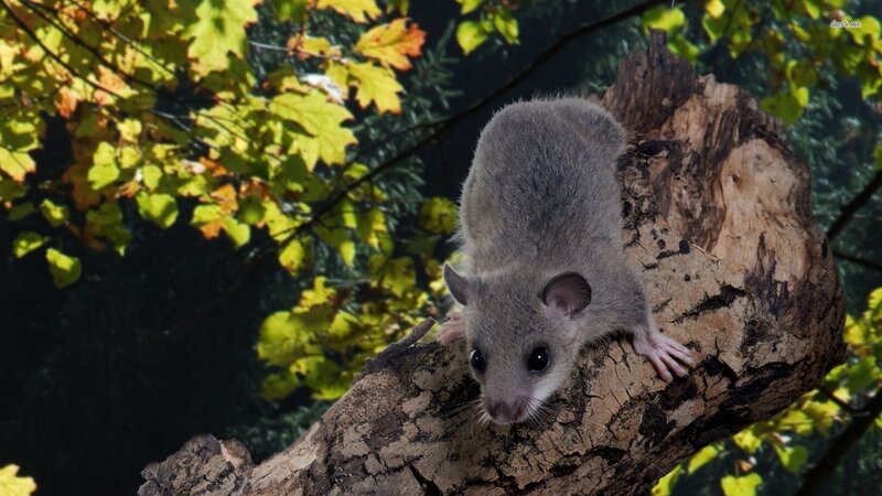 Gray Dormouse on Tree