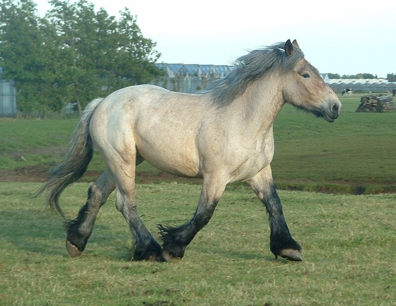 Gray Draft Horse