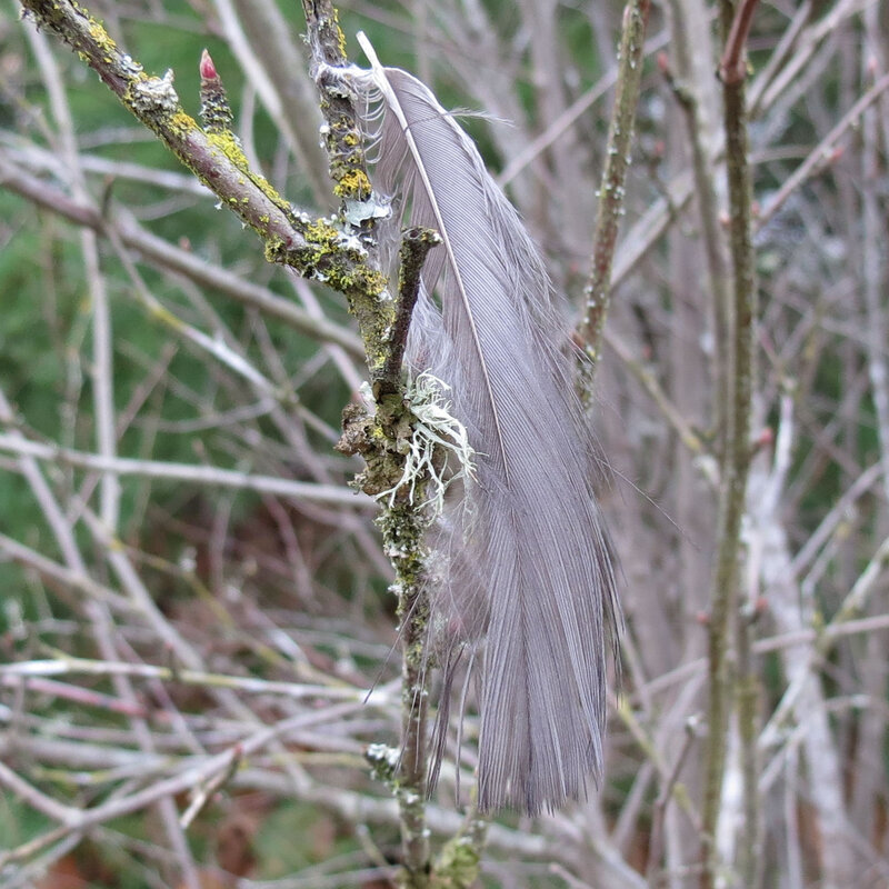 Gray Feather on Branch