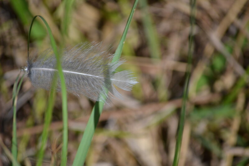 Gray Feather on Grass