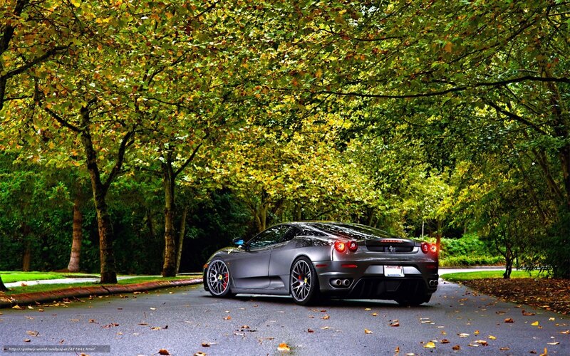 Gray Ferrari on a tree-lined road