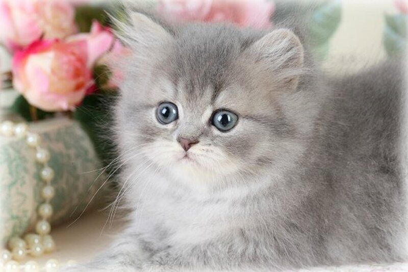 Gray Fluffy Kitten — Calm, Photograph, Roses