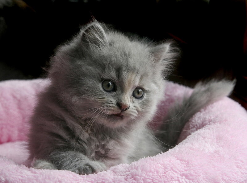 Gray Fluffy Kitten — Calm, Photograph