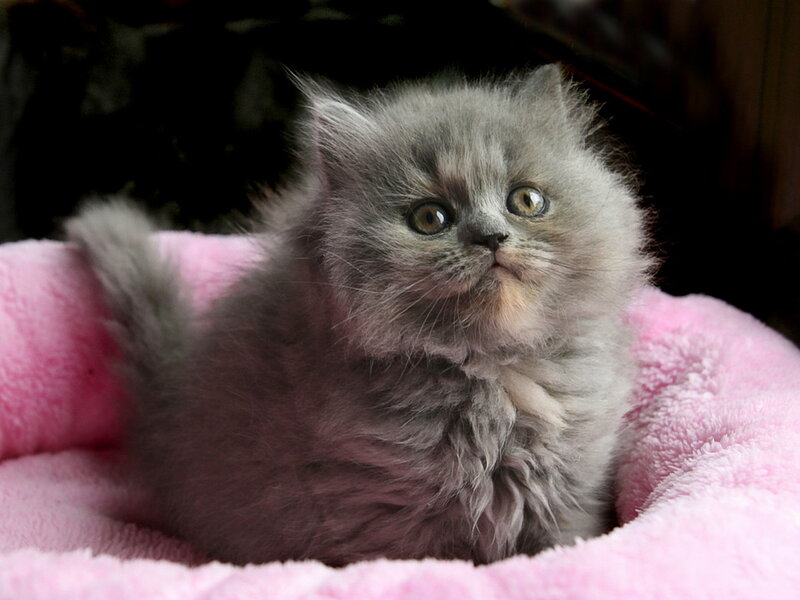 Gray Fluffy Kitten — Calm