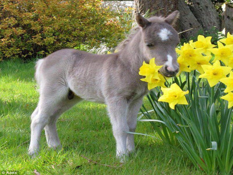 Gray Foal with Daffodils