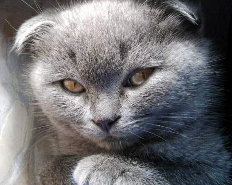 Gray Folded-ear Cat — Calm