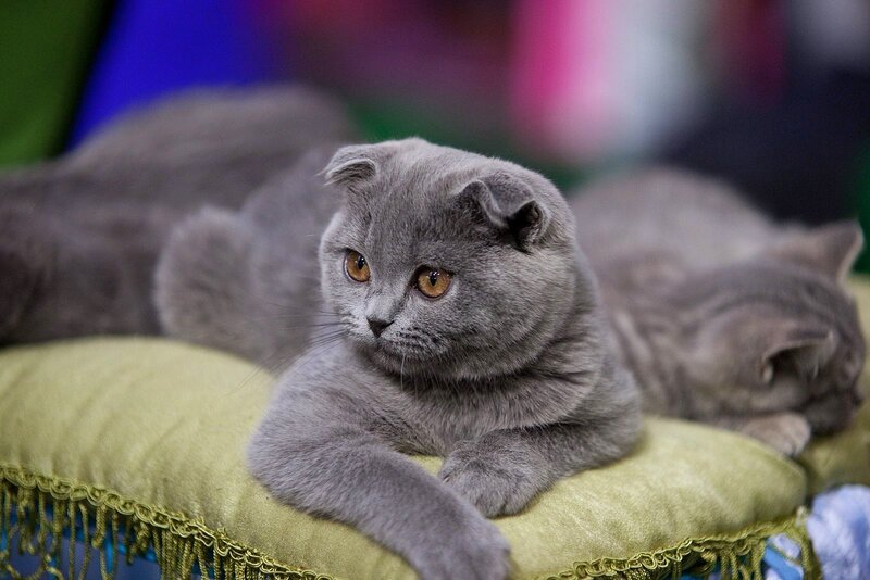 Gray Folded-ear Cat