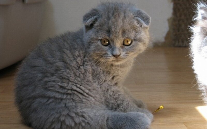 Gray Folded-ear Kitten