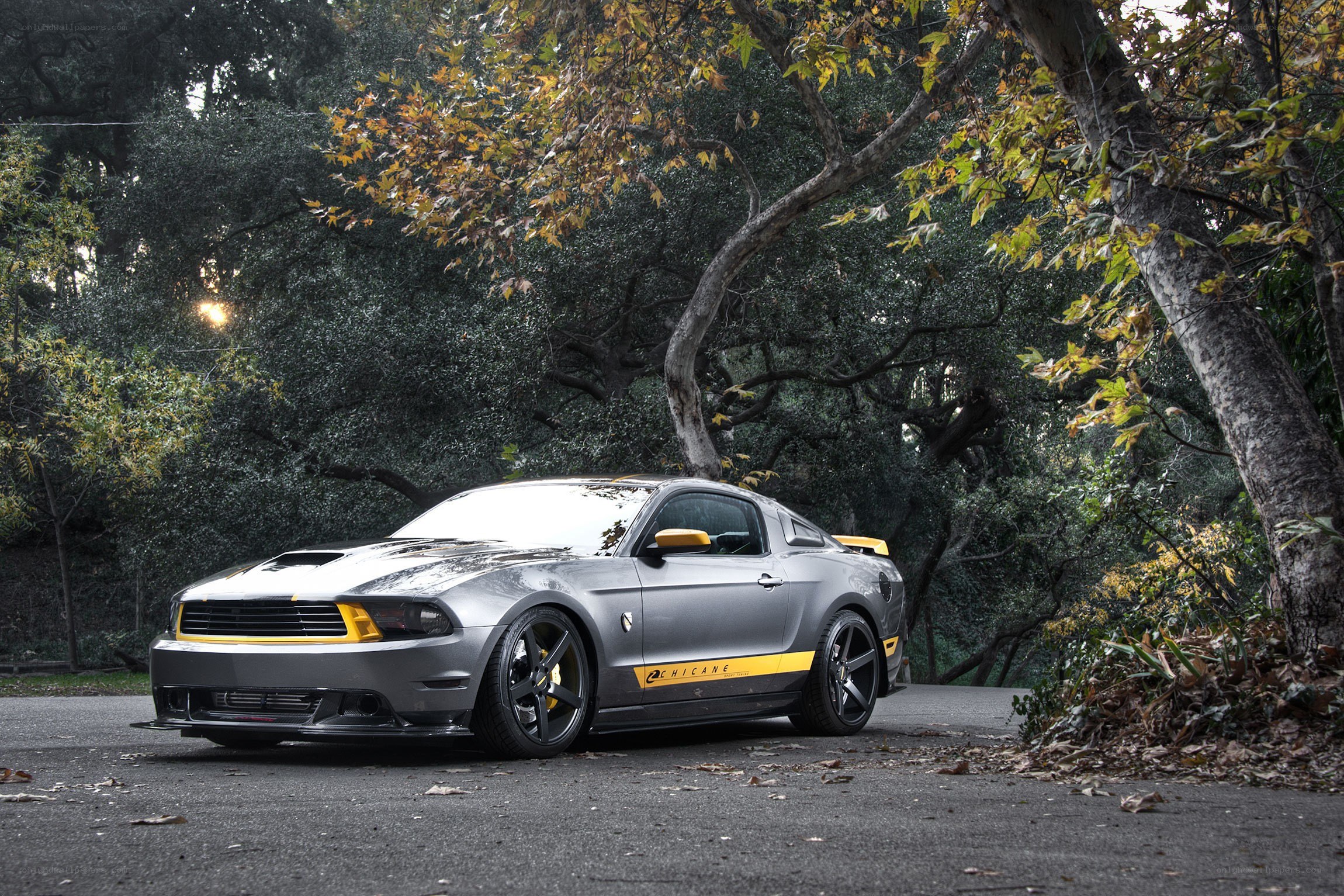 Gray Ford Mustang in forest