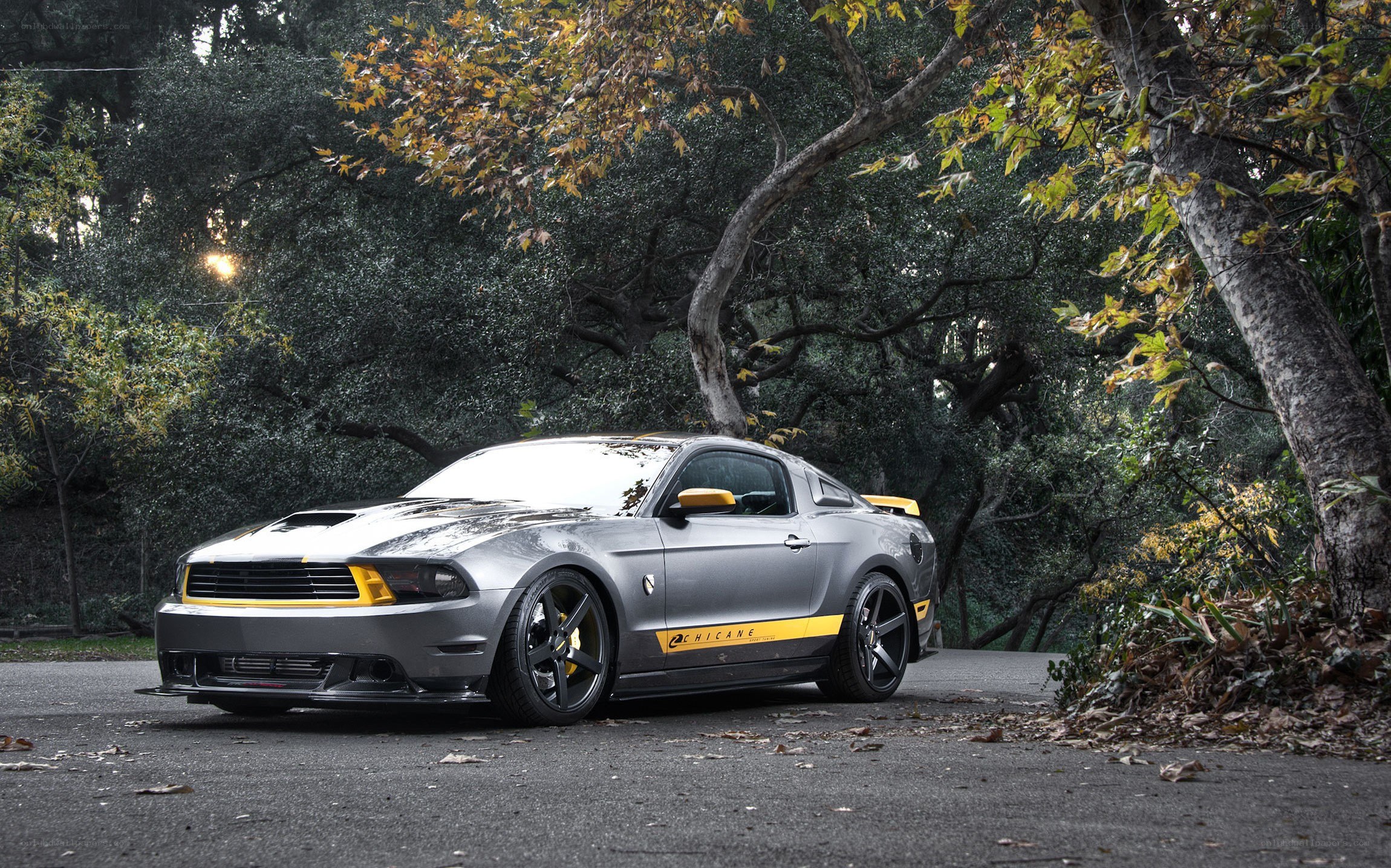 gray ford mustang in forest