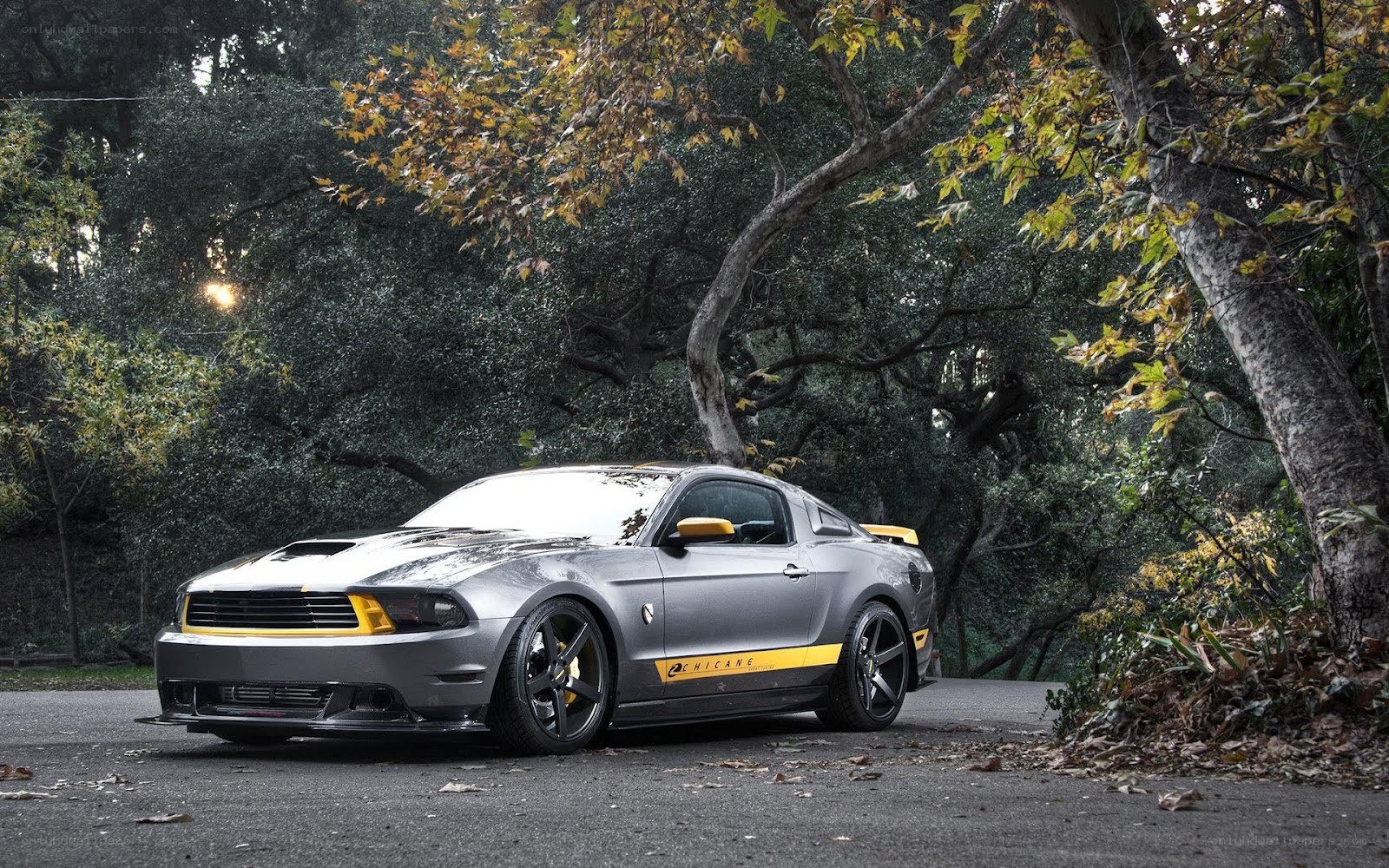 gray ford mustang in forest