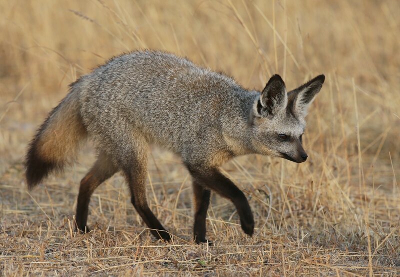 gray fox in dry grass