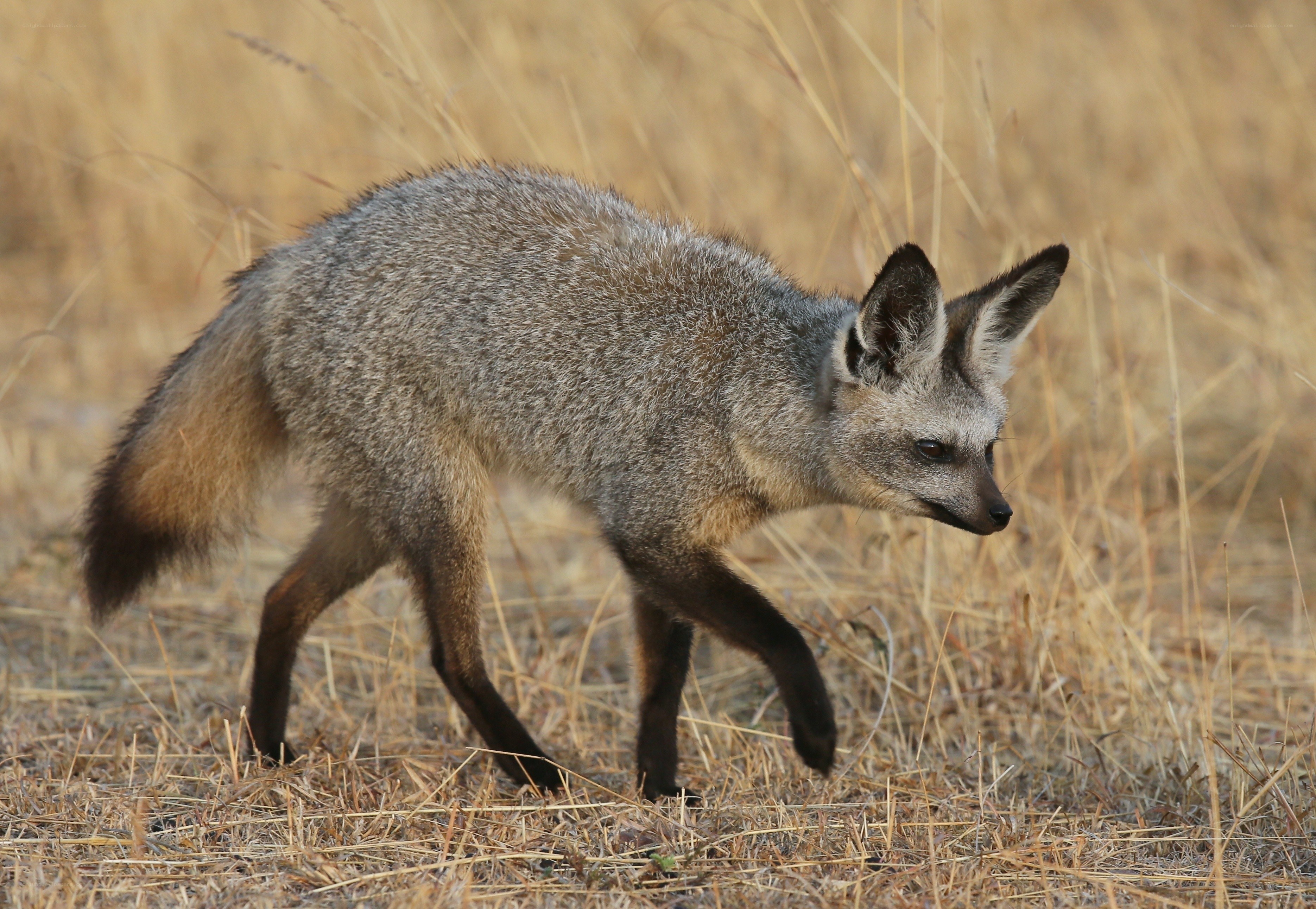 gray fox in dry grass