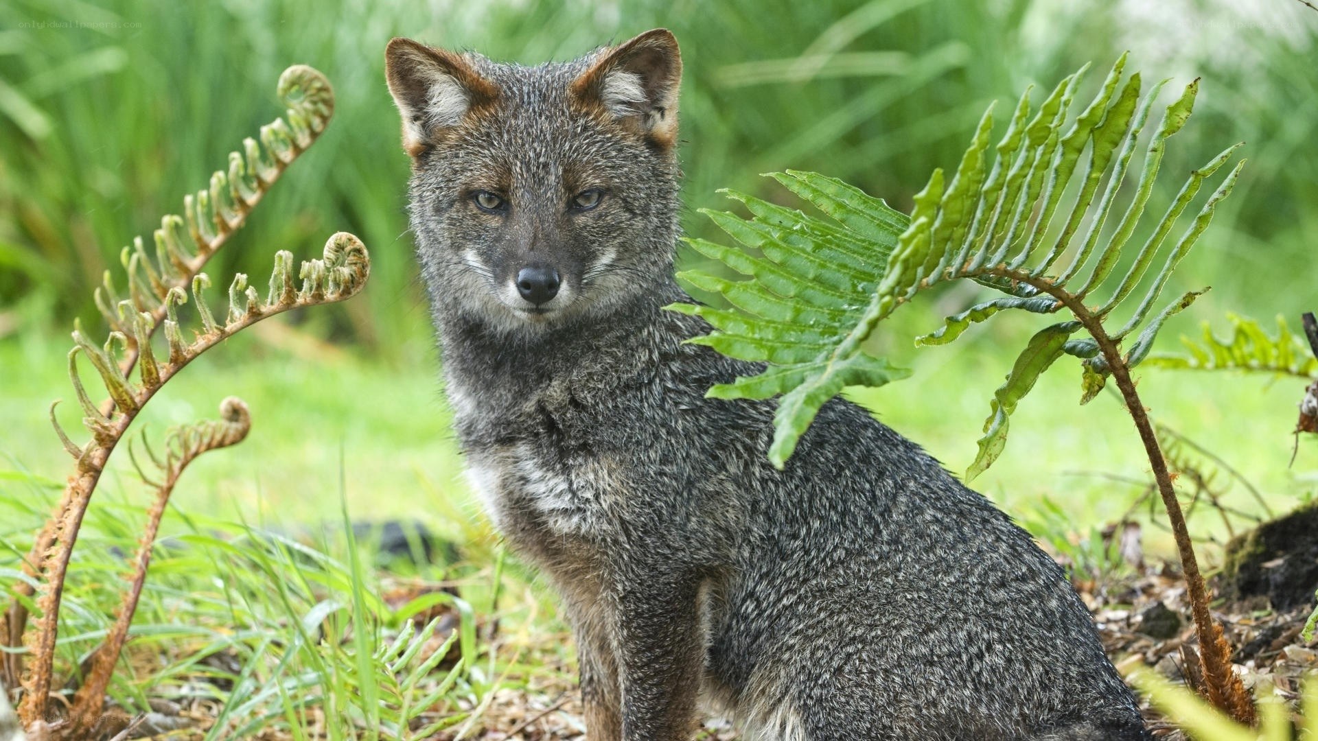 gray fox in ferns