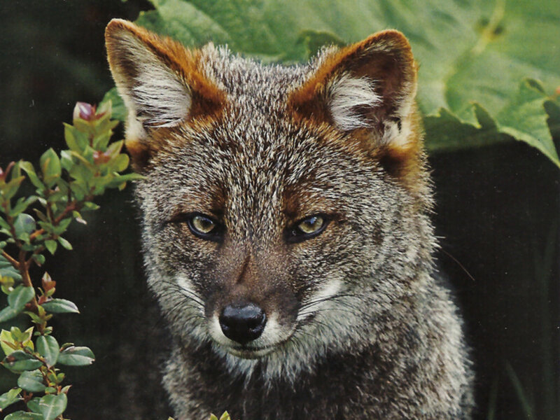 Gray Fox in Foliage