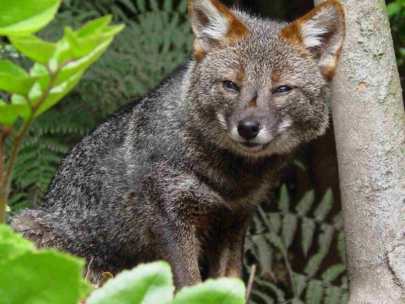 gray fox in forest