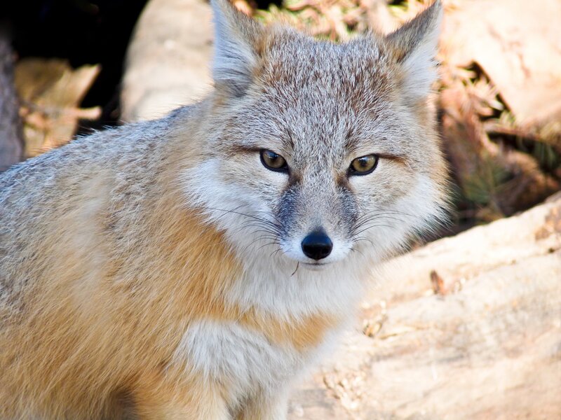Gray Fox in Forest — Alert