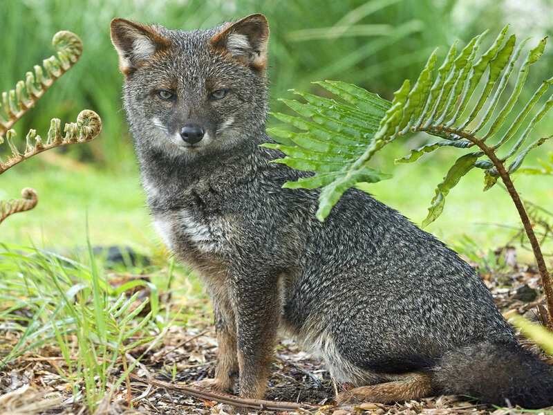 Gray Fox in Forest — Green, Calm, Afternoon