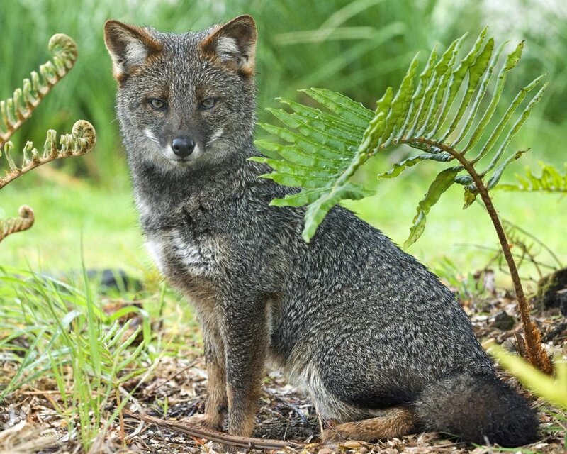 Gray Fox in Forest — Green, Calm