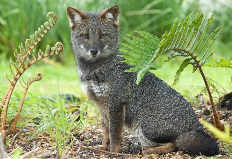 Gray Fox in Forest — Green