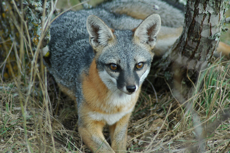 gray fox in forest