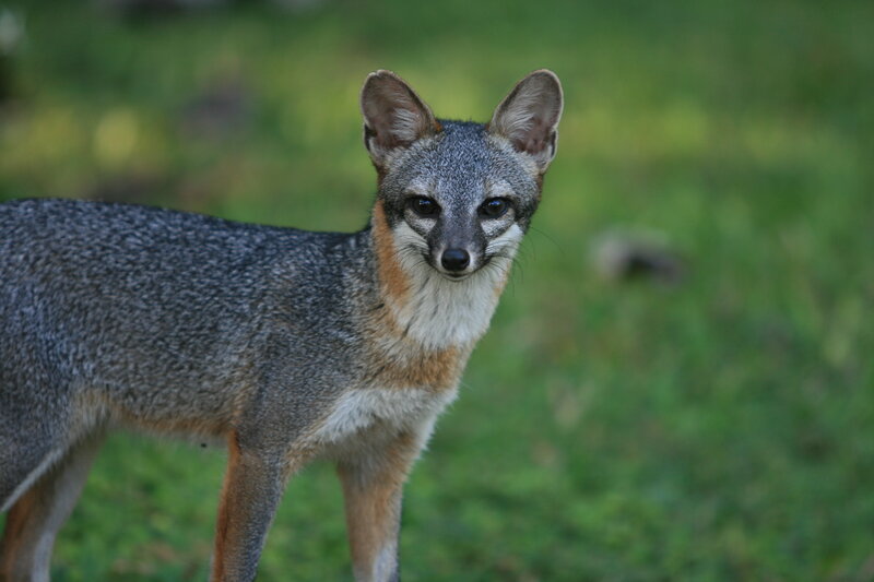 gray fox in grassy field
