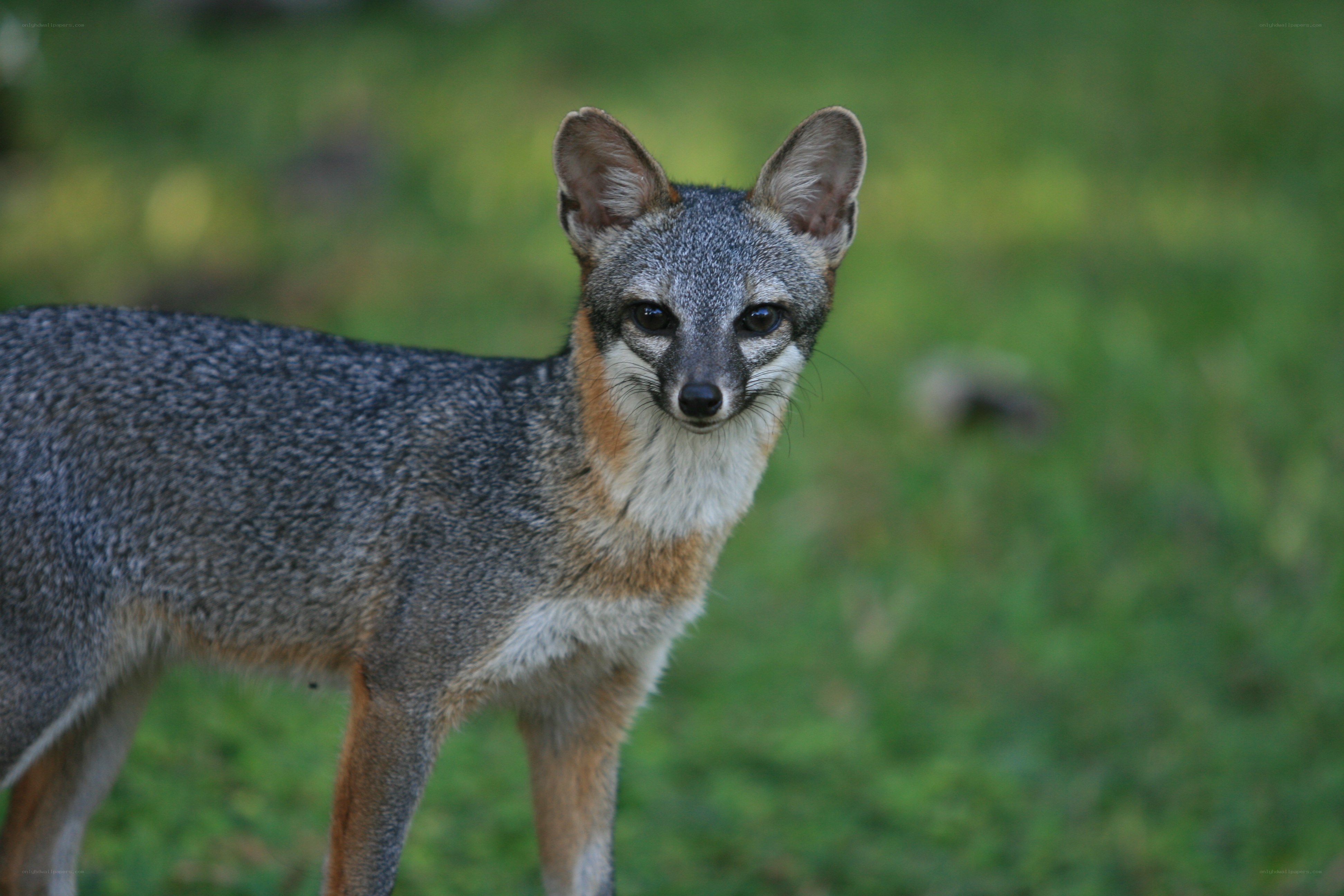 gray fox in grassy field