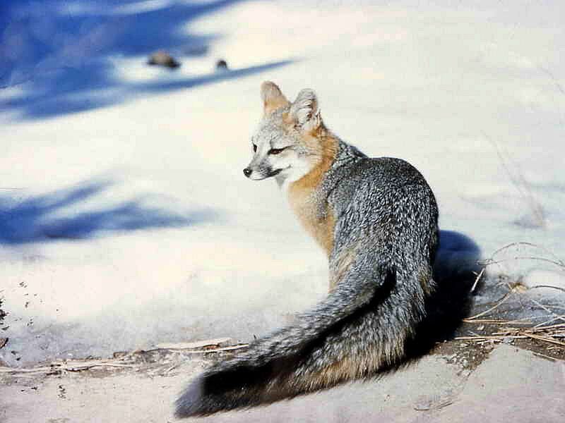 Gray Fox in Snow