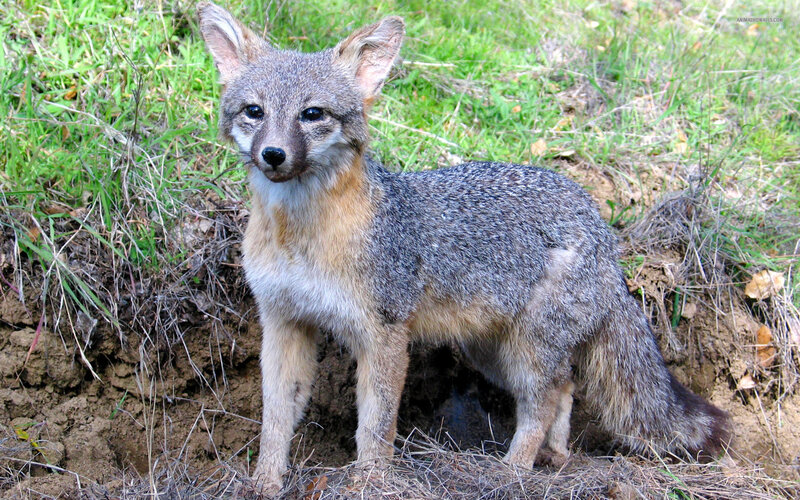 Gray Fox Near Burrow — Alert