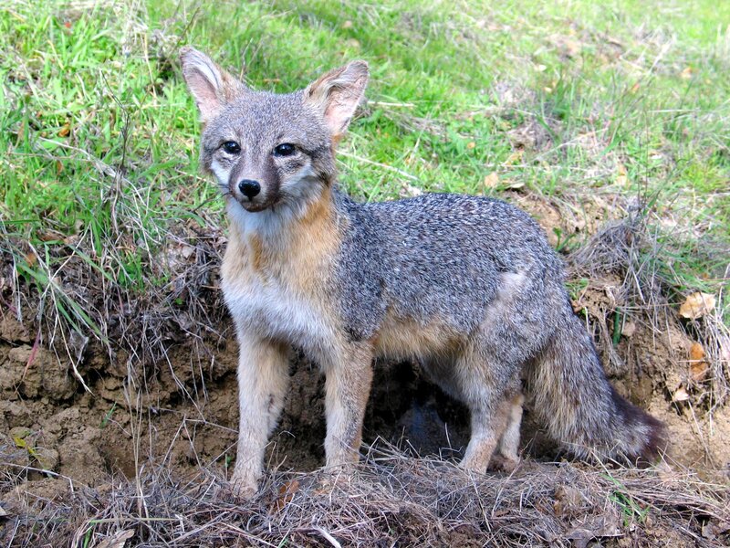 Gray fox near burrow