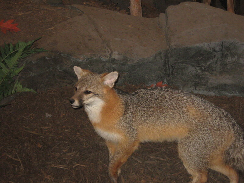 Gray Fox Standing