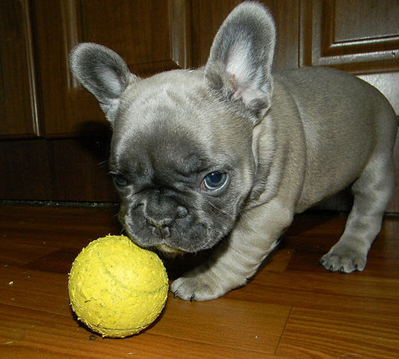 Gray French Bulldog Puppy — Playful