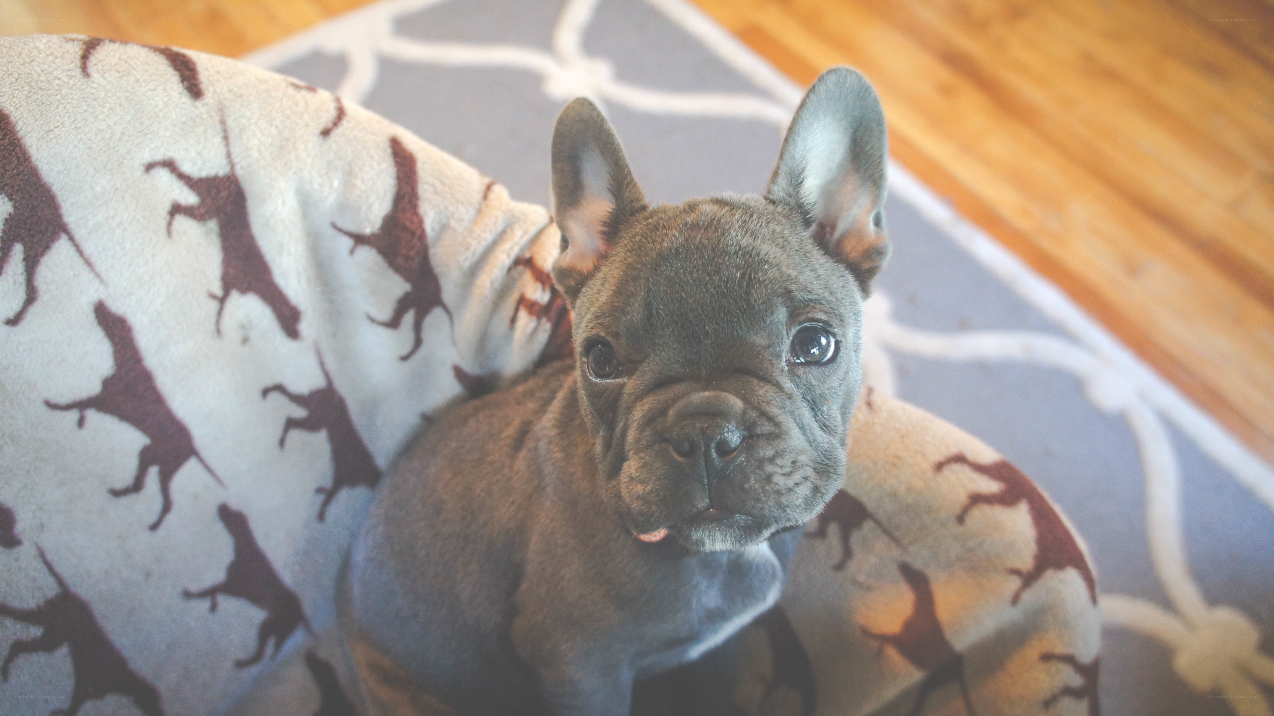 gray french bulldog puppy