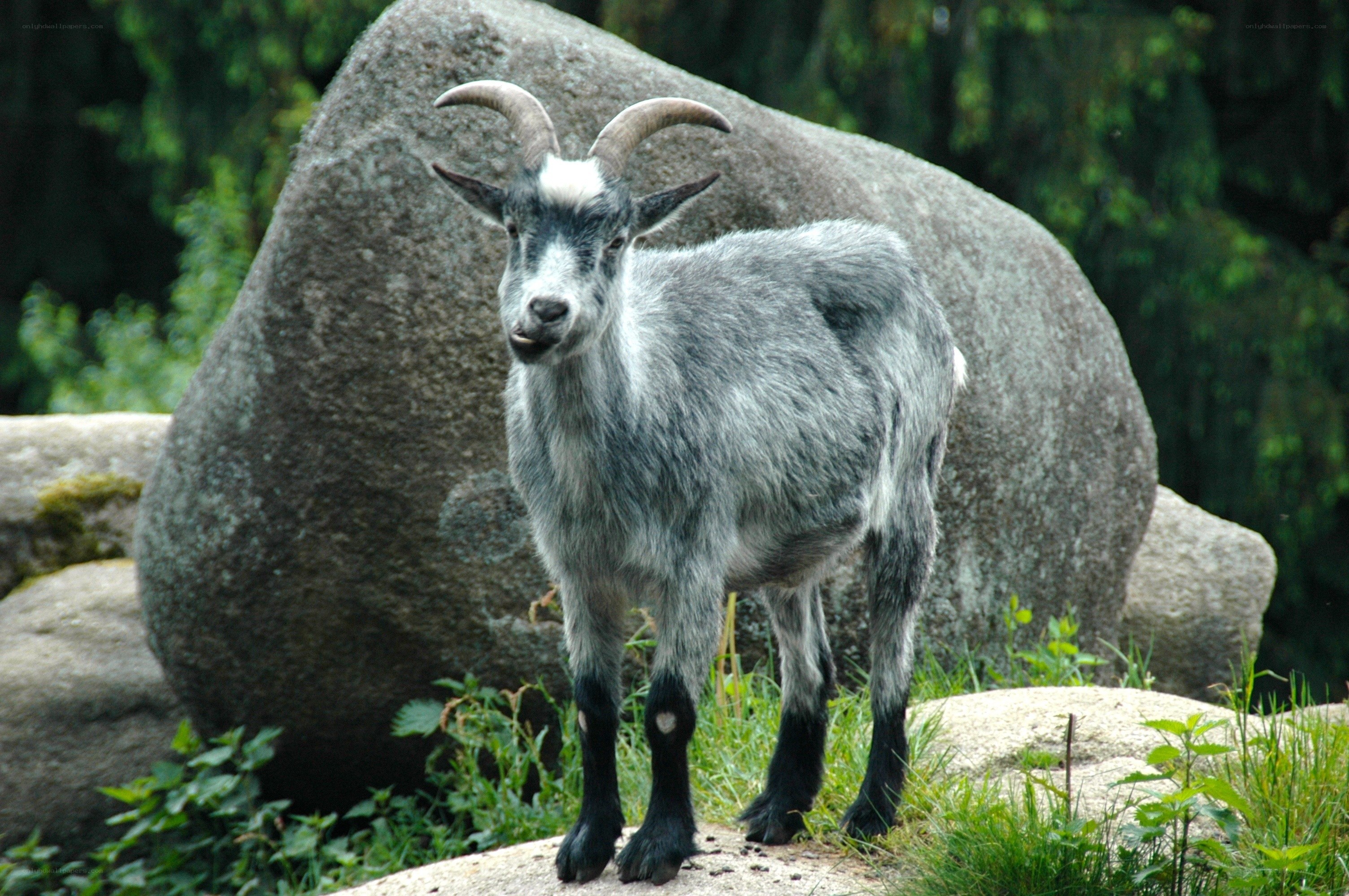 gray goat with curved horns