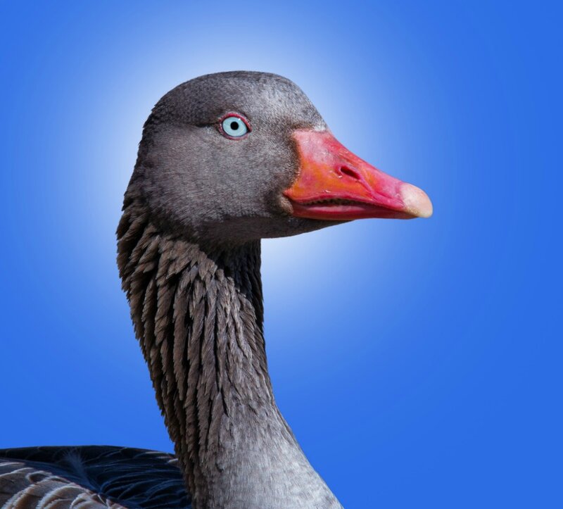 Gray Goose Head