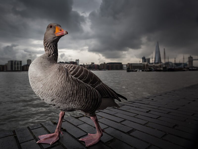 Gray Goose on Dock