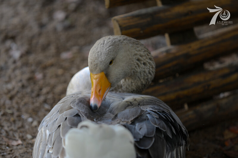 Gray Goose Preening