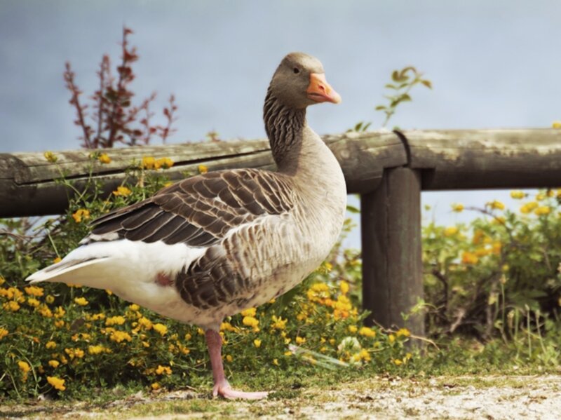 Gray Goose Standing — Calm
