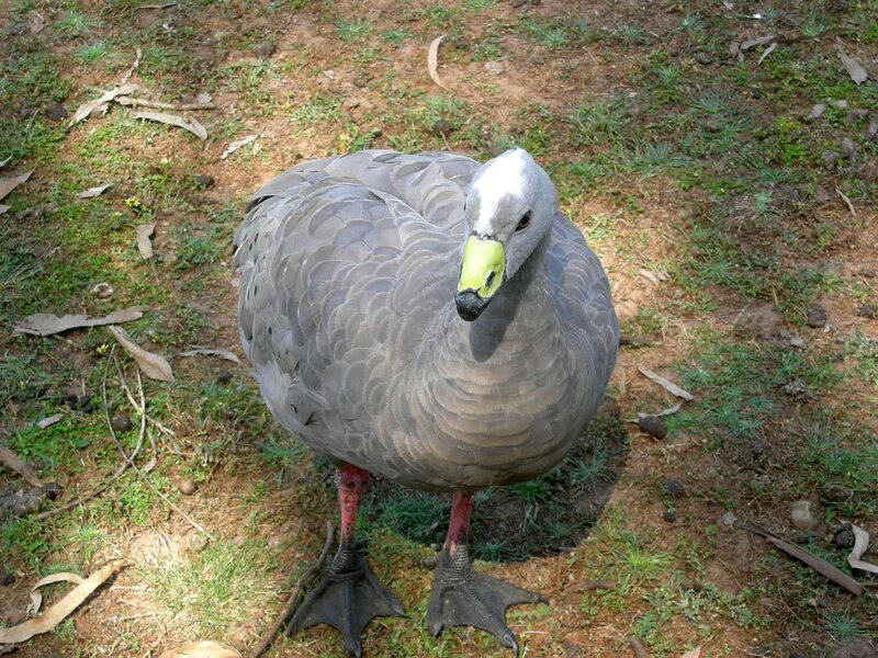 Gray Goose Standing