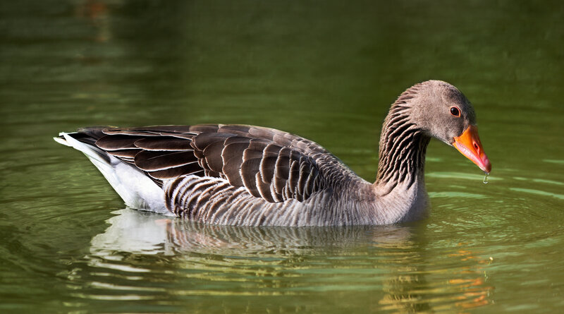 gray goose swimming in water