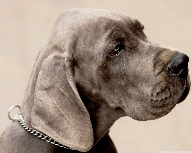 Gray Great Dane Puppy — Calm, Photograph, Collar
