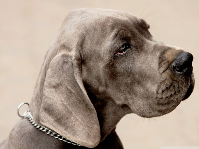 Gray Great Dane Puppy — Calm, Photograph