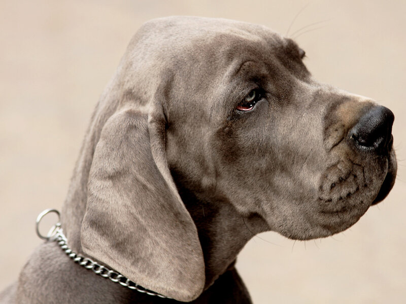 Gray Great Dane Puppy — Calm