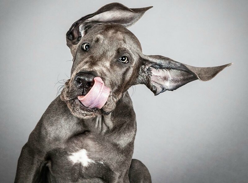 Gray Great Dane Puppy — Playful