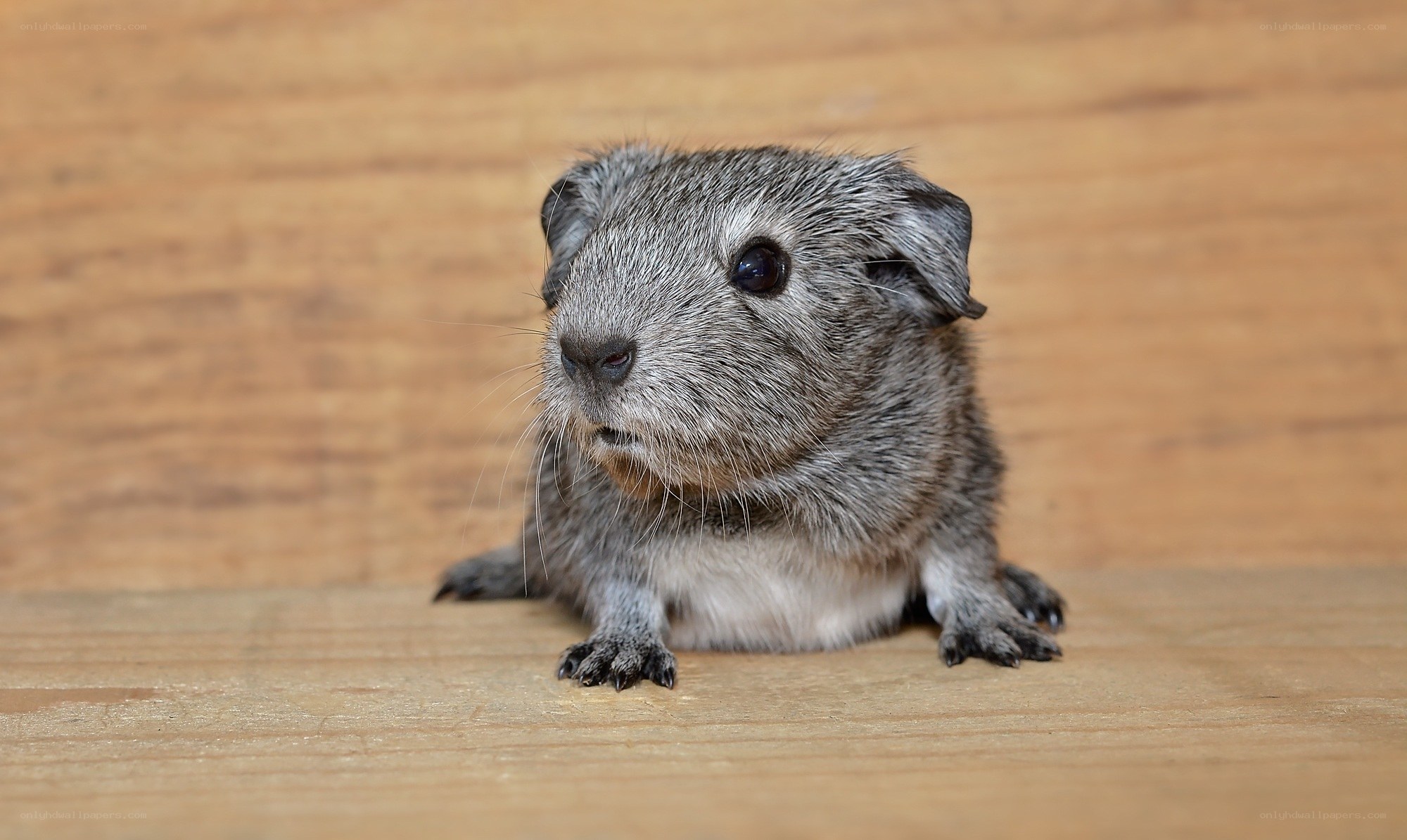 gray guinea pig on wood