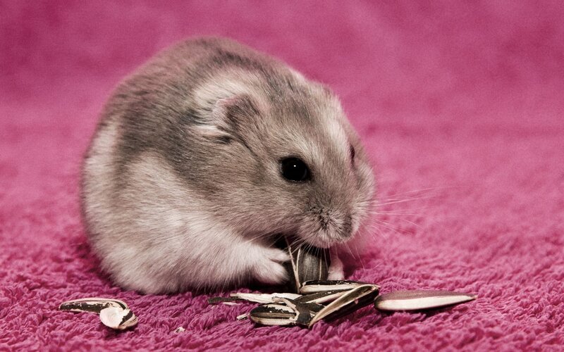 Gray Hamster Eating Seeds