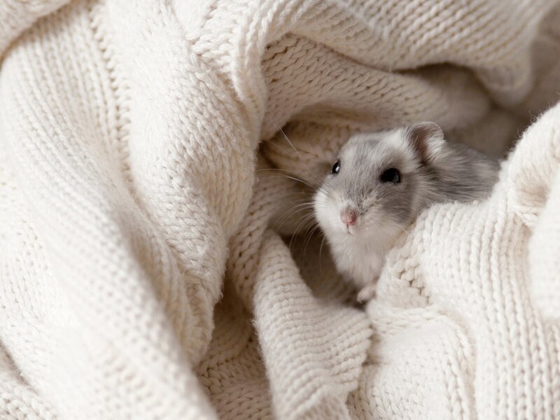 Gray Hamster in Blanket