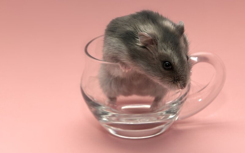 Gray Hamster in Cup — Pink