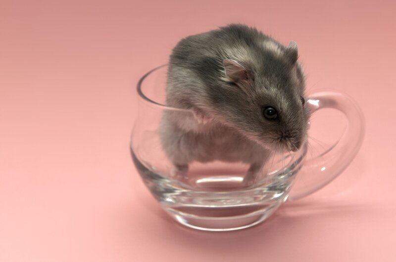 Gray Hamster in Cup